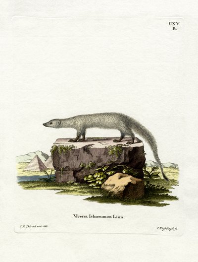 Egyptin Mongoose (värillinen kaiverrus) tekijältä German School