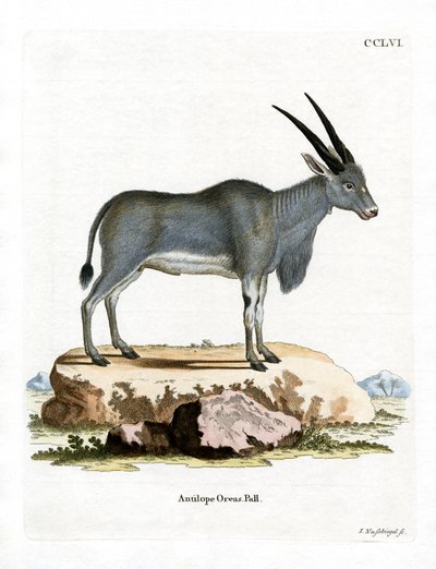 Eland Antelope (värillinen kaiverrus) tekijältä German School