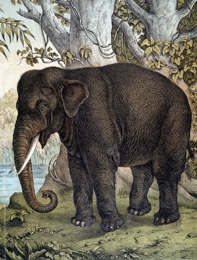 Elephant - julkaisussa "Nisäkkäiden luonnonhistoria", toim. Schreiber, München tekijältä German School