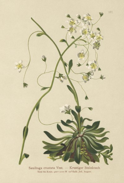Encrusted Saxifrage (Saxifraga crustata) tekijältä German School