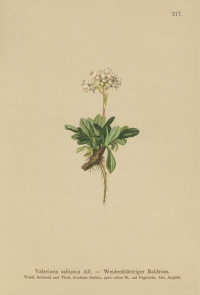 Kokolehtinen Valerian tekijältä German School