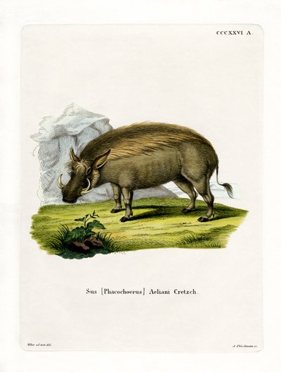 Eritrean Warthog (värillinen kaiverrus) tekijältä German School