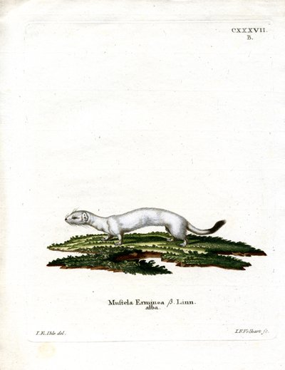 Ermine (värillinen kaiverrus) tekijältä German School