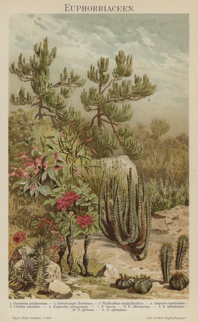 Euphorbias (värinen lito) tekijältä German School