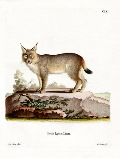 Eurasian Lynx (värillinen kaiverrus) tekijältä German School