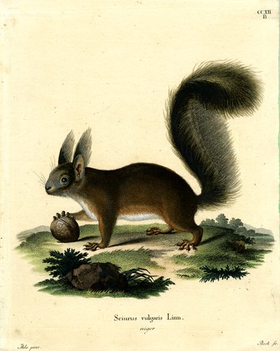 Euraasian punainen orava (värillinen kaiverrus) tekijältä German School
