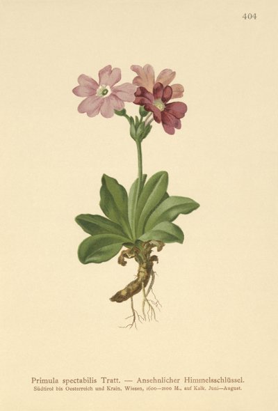 Euroopan alppihelokko (Primula spectabilis, Auriculastrum primula) tekijältä German School