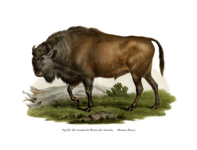 Euroopan biisoni, 1860 tekijältä German School