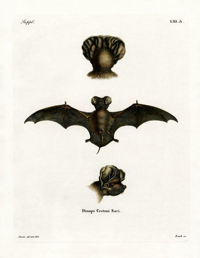 European Free-tailed Bat (värillinen kaiverrus) tekijältä German School