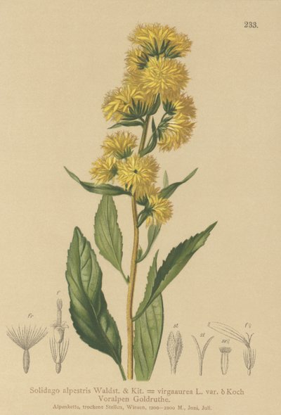 Euroopan kultapiippu (Solidago alpestris, Solidago virgaaurea, Solidago virgaurea) tekijältä German School