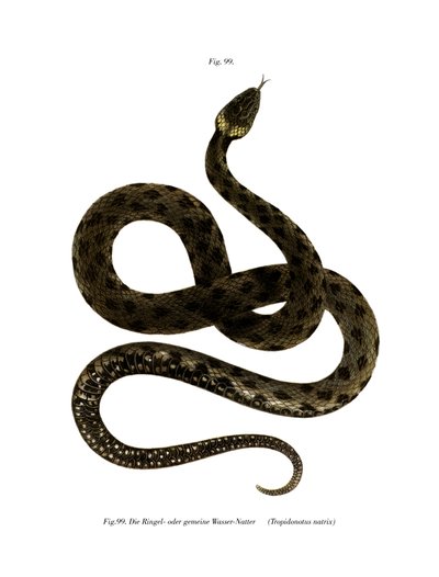 European Grass Snake (väri litho) tekijältä German School