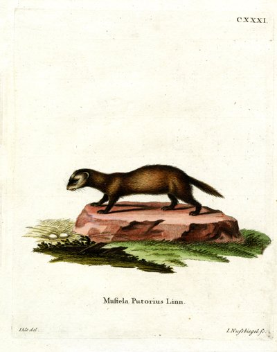 European Polecat (värillinen kaiverrus) tekijältä German School