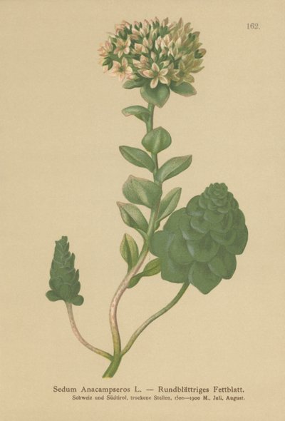Evergreen Orpine (Sedum Anacampseros, Hylotelephium anacamseros) tekijältä German School