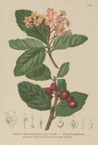 Väärä mispeli (Sorbus chamaemespilus) tekijältä German School