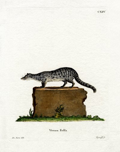 Fanaloka (värillinen kaiverrus) tekijältä German School