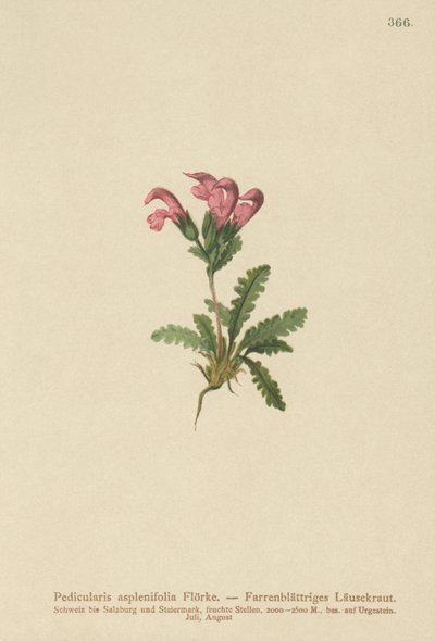 Saniaislehtinen lousewort (Pedicularis asplenifolia) tekijältä German School