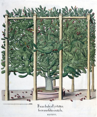 Ficus indica eystettensis, Basil Beslerin (1561-1629) Hortus Eystettensisistä, pub. 1613 tekijältä German School