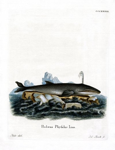 Fin Whale (värillinen kaiverrus) tekijältä German School