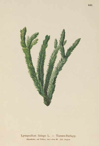 Fir Club Moss (Lycopodium Selago) tekijältä German School