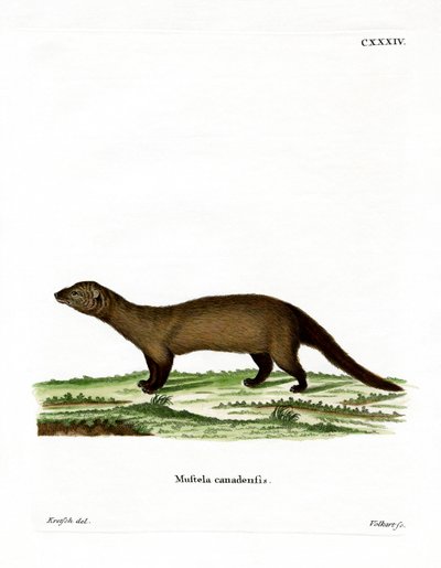 Fisher (värillinen kaiverrus) tekijältä German School