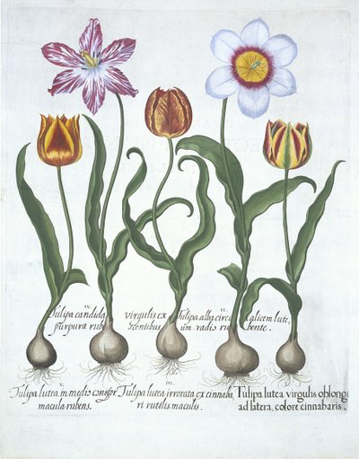 Viisi tulppaania, Hortus Eystettensis, Basil Besler (1561-1629) pub. 1613 (käsinvärinen kaiverrus) tekijältä German School