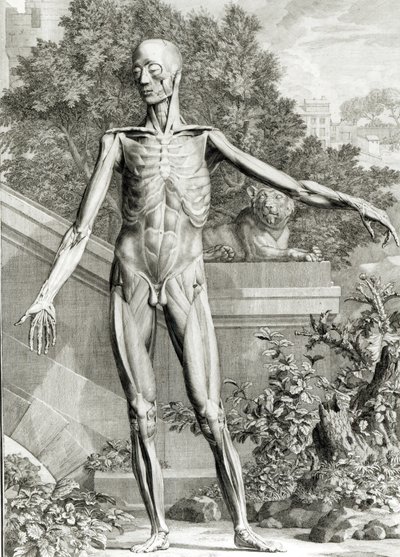 Nyljetty vartalo, Bernard Siegfried Albinuksen (1697-1770) teoksesta Tables of the Skeleton and Muscles of the Human Body tekijältä German School