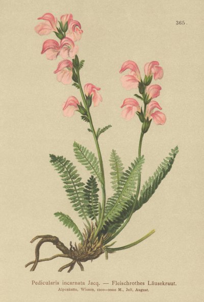 Liha vaaleanpunainen lousewort (Pedicularis incarnata) tekijältä German School