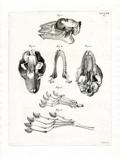 Flying Lemur Skull (värillinen kaiverrus) tekijältä German School