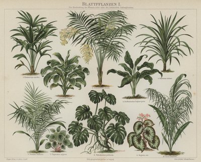 Lehdistökasvit (väri litho) tekijältä German School