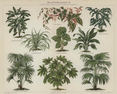 Lehdistökasvit (väri litho) tekijältä German School