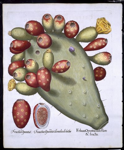 Folium Opuntia Basil Beslerin (1561-1629) pubista Hortus Eystettensis. 1613 (käsinvärinen kaiverrus) tekijältä German School