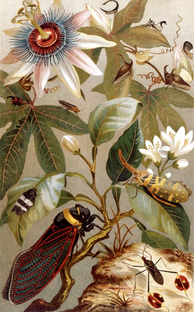 Ulkomaiset cicadas, levy Brehmin eläinelämästä: General Knowledge of the Animal Kingdom, osa 9, s. 637, julkaissut Bibliographic Institute, 1892 tekijältä German School