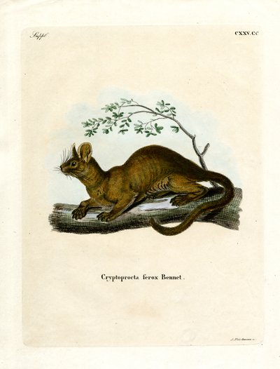 Fossa (värillinen kaiverrus) tekijältä German School