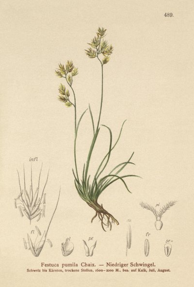 Nelilehtinen nata (Festuca pumila, Festuca quadriflora) tekijältä German School