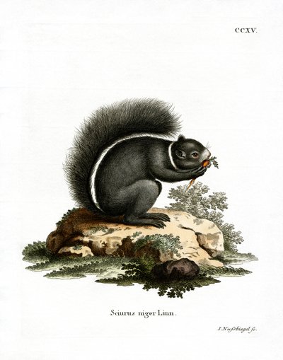 Fox Orava (värillinen kaiverrus) tekijältä German School