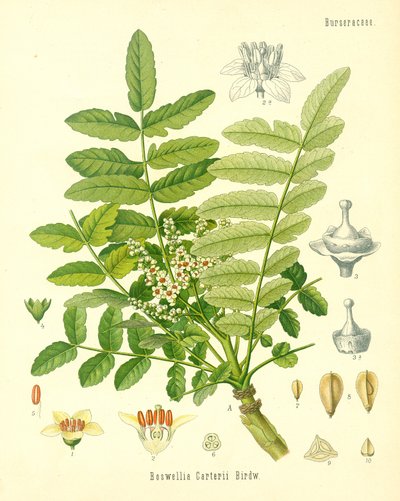 Suitsuke, kuvitus Koehlers Medicinal Plantsilta, julkaistu vuonna 1887 tekijältä German School