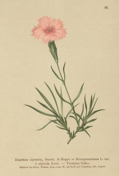 Hapsuinen vaaleanpunainen (Dianthus Monspessulanus, Dianthus alpestris, Dianthus alpicola) tekijältä German School