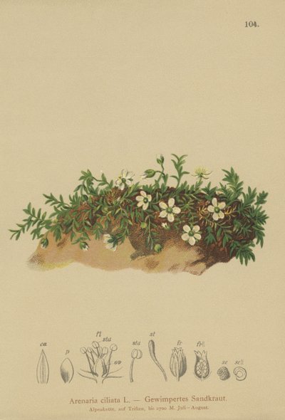 Hapsuinen hiekkajuuri (Arenaria ciliata) tekijältä German School