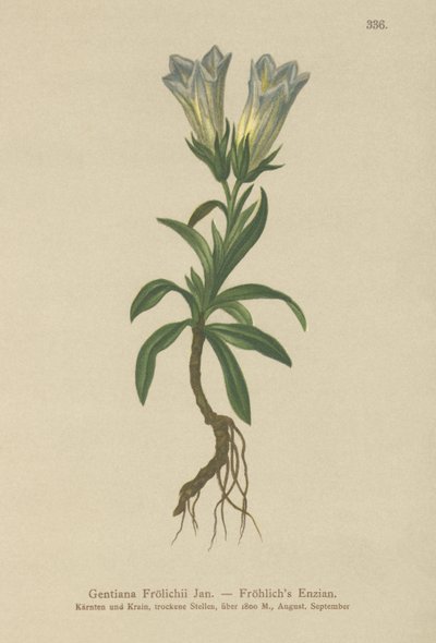 Froelichs Gentian (Gentiana Froelichii) tekijältä German School