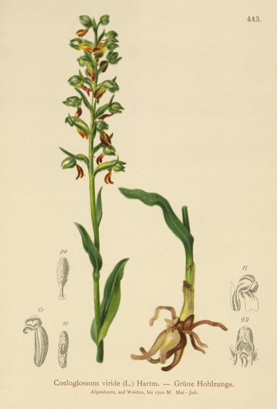Sammakkoorkidea (Coeloglossum viride) tekijältä German School