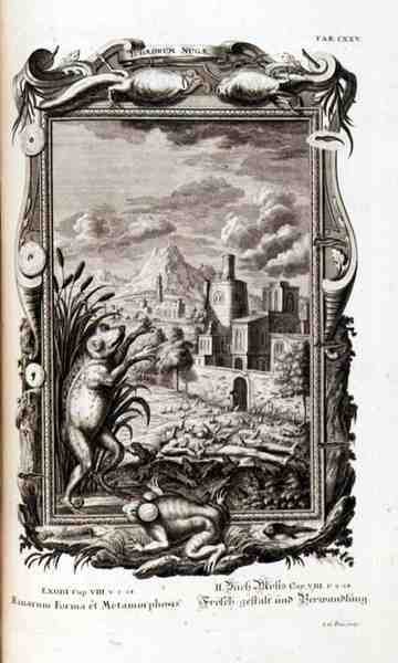 Sammakot, kaiverrettu, "Physica Sacra", kirjoittanut Johann Jakob Scheuchzer, Augsburg tekijältä German School