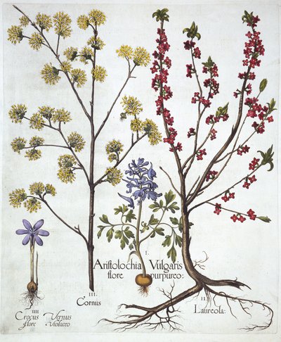 Fumewort, Daphne mezereum, Cornelian Cherry ja Spring Crocus, Hortus Eystettensis, kirjoittanut Basil Besler (1561-1629), pub. 1613 (käsinvärinen kaiverrus) tekijältä German School