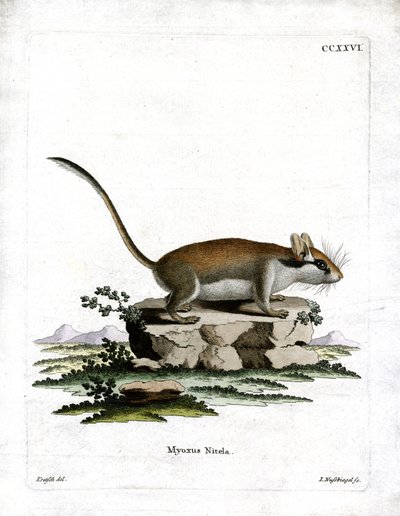 Garden Dormouse (värillinen kaiverrus) tekijältä German School