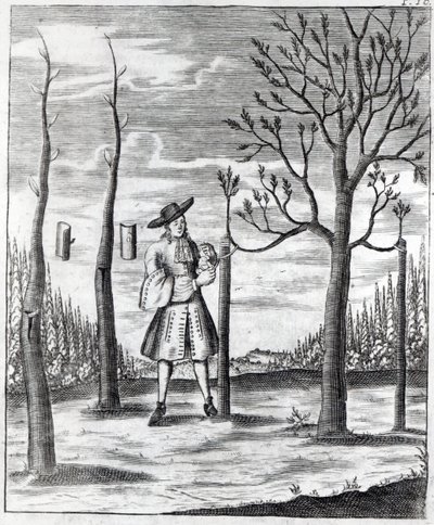 Puutarhanhoito ja kasvitaudit, kuvitus Heinrich Hessen teoksesta "Neue Garten-lust", 1696 tekijältä German School