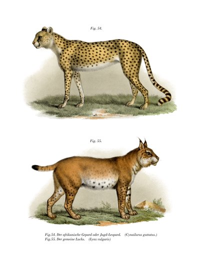 Gepard, 1860 tekijältä German School