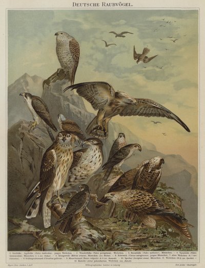 Saksalaiset petolinnut (väri litho) tekijältä German School