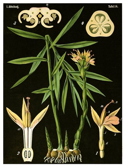 Inkivääri (Zingiber officinale Roscoe) n. 1890 (kromolitografia) tekijältä German School