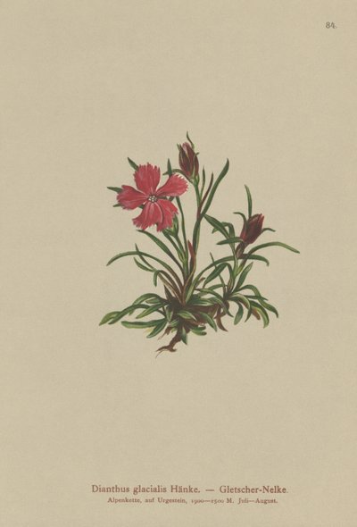 Jäätikkö vaaleanpunainen (Dianthus glacialis) tekijältä German School