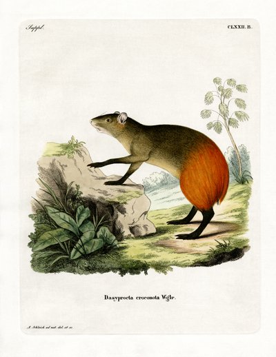 Kultainen Agouti (värillinen kaiverrus) tekijältä German School