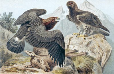 Golden Eagle, levy "Brehms Tierleben: Allgemeine Kunde des Tierreichs" osasta 6, s. 266, julkaisija Bibliographisches Institut tekijältä German School